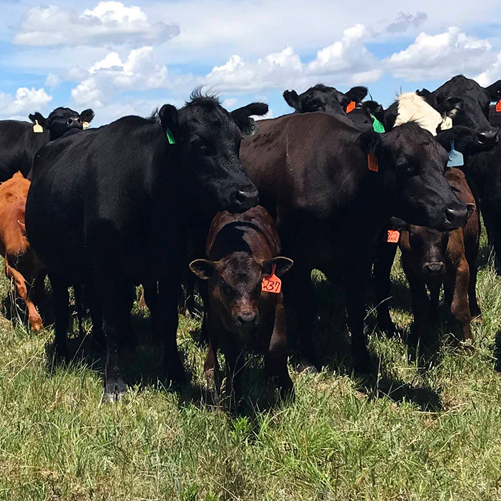 Cattle on the Raikes Beef Co. farm